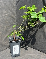 Роза английская Бразе Кадфаэль